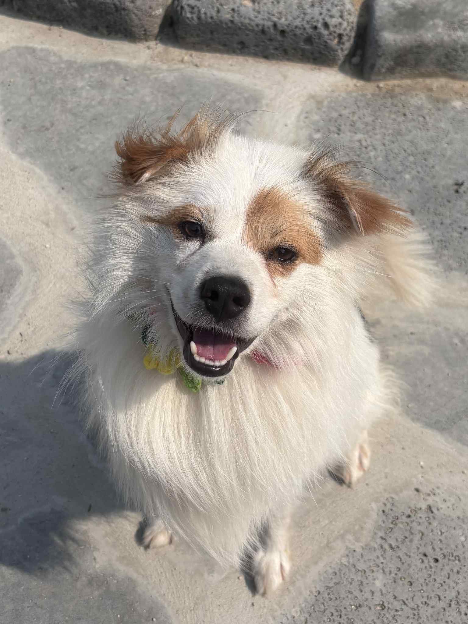adoptable Dog in Agoura Hills, CA named BENTLEY