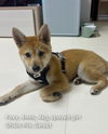adoptable Dog in agoura hills, CA named FOXY