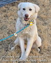 adoptable Dog in Agoura Hills, CA named MINJEONG