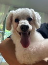 adoptable Dog in Agoura Hills, CA named SONG