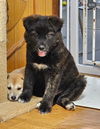 adoptable Dog in agoura hills, CA named DEULKKAE