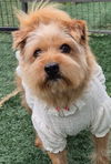 adoptable Dog in agoura hills, CA named CHAEAH