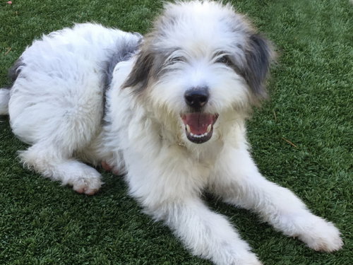 picture of the dog needing adoption