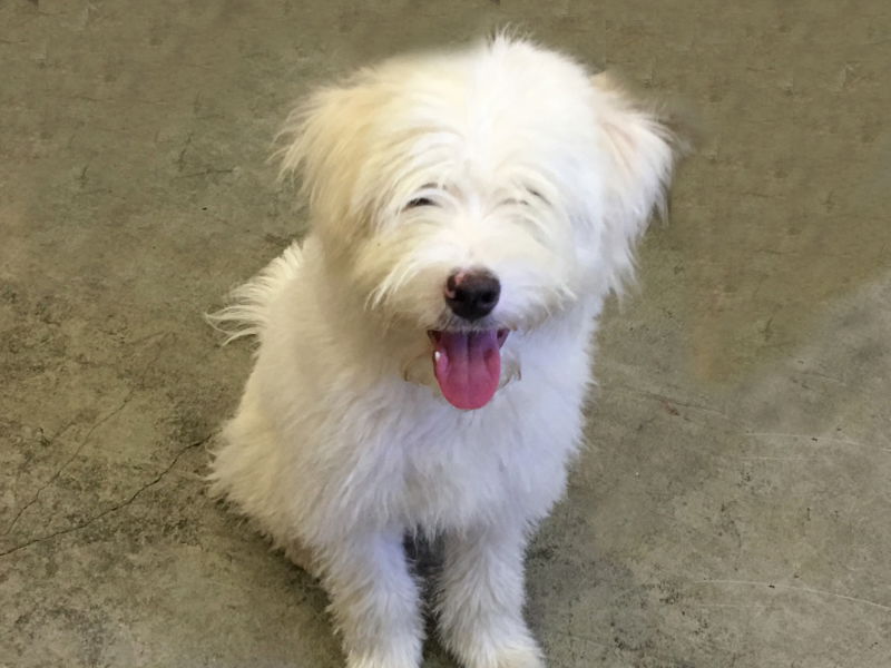 adoptable Dog in Agoura Hills, CA named KEN AND BARBIE
