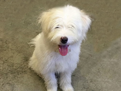 picture of the dog needing adoption