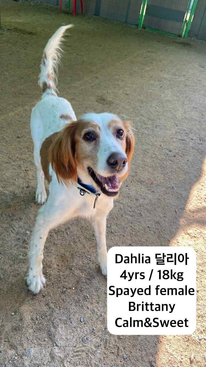 adoptable Dog in Agoura Hills, CA named DAHLIA