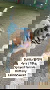 adoptable Dog in agoura hills, CA named DAHLIA