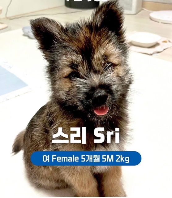 adoptable Dog in Agoura Hills, CA named SRI