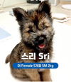 adoptable Dog in Agoura Hills, CA named SRI