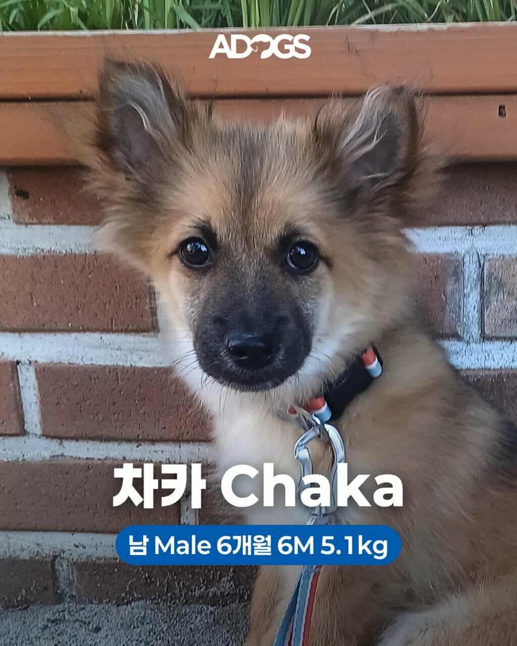 adoptable Dog in Agoura Hills, CA named CHAKA