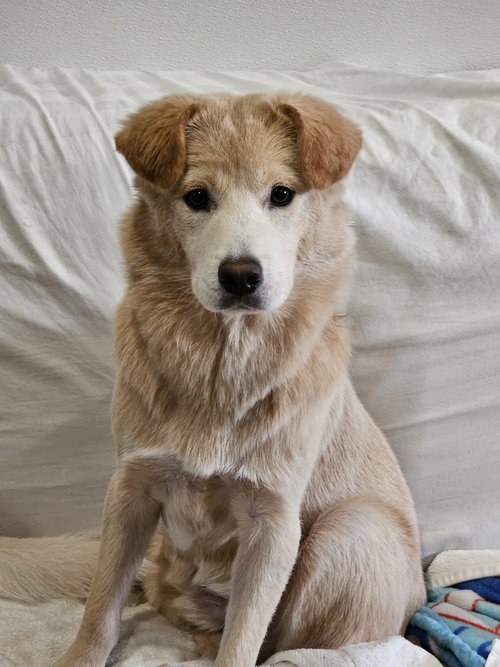 picture of the dog needing adoption