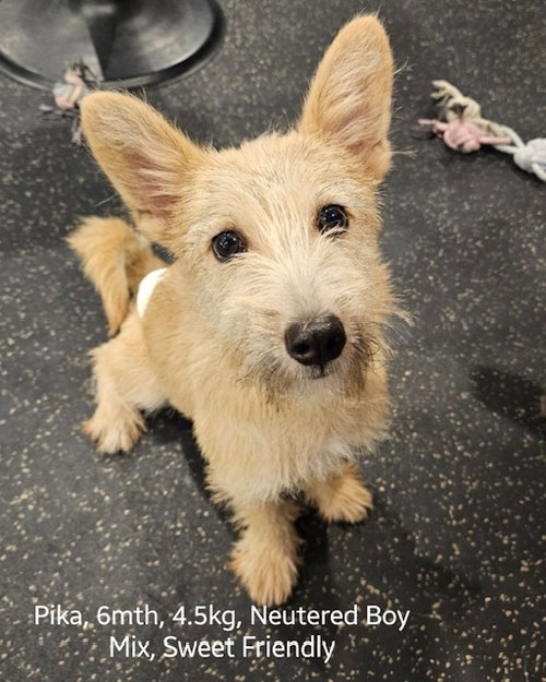 picture of the dog needing adoption