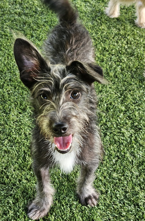 picture of the dog needing adoption