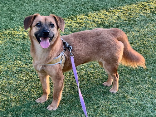 picture of the dog needing adoption