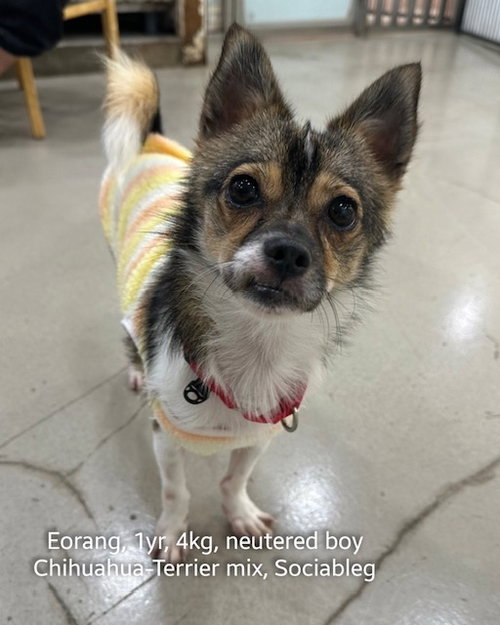 picture of the dog needing adoption