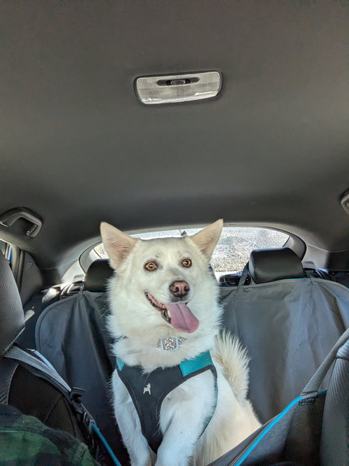picture of the dog needing adoption