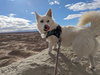 MOCHI - Photo 3
