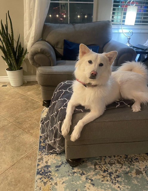 picture of the dog needing adoption