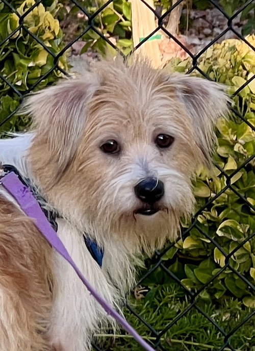 picture of the dog needing adoption