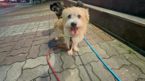 Photo of MILO