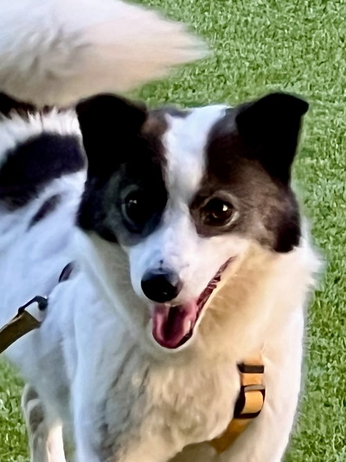 picture of the dog needing adoption