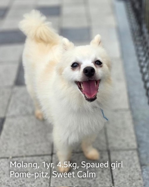 picture of the dog needing adoption