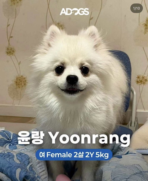 picture of the dog needing adoption