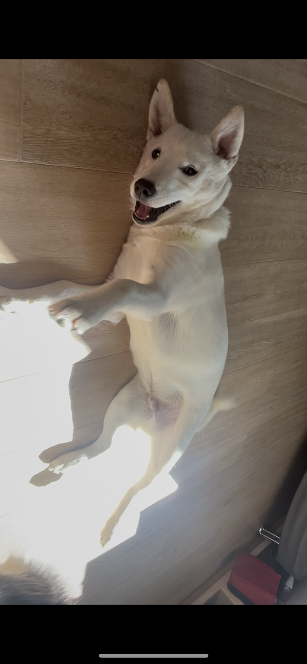 JUNO
