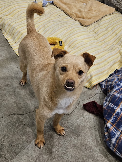 picture of the dog needing adoption