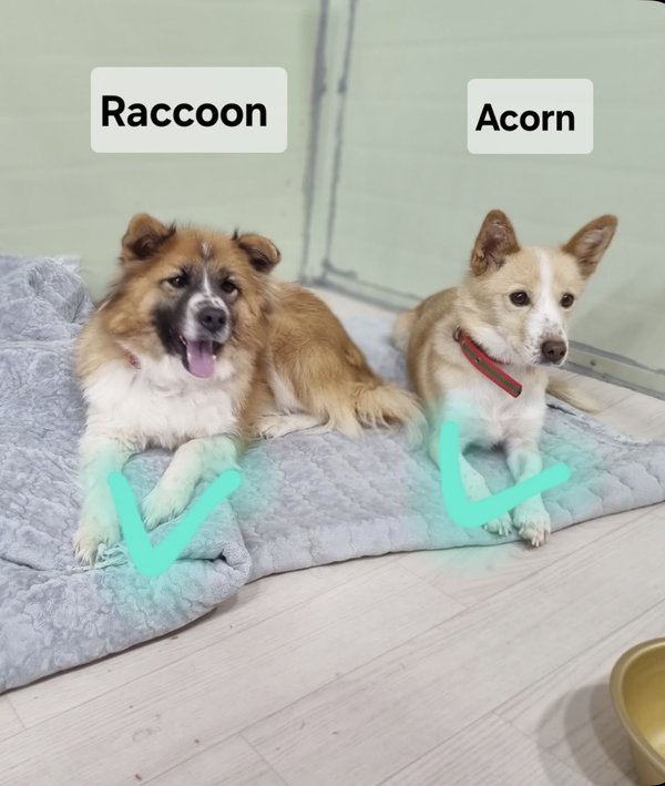 ACORN