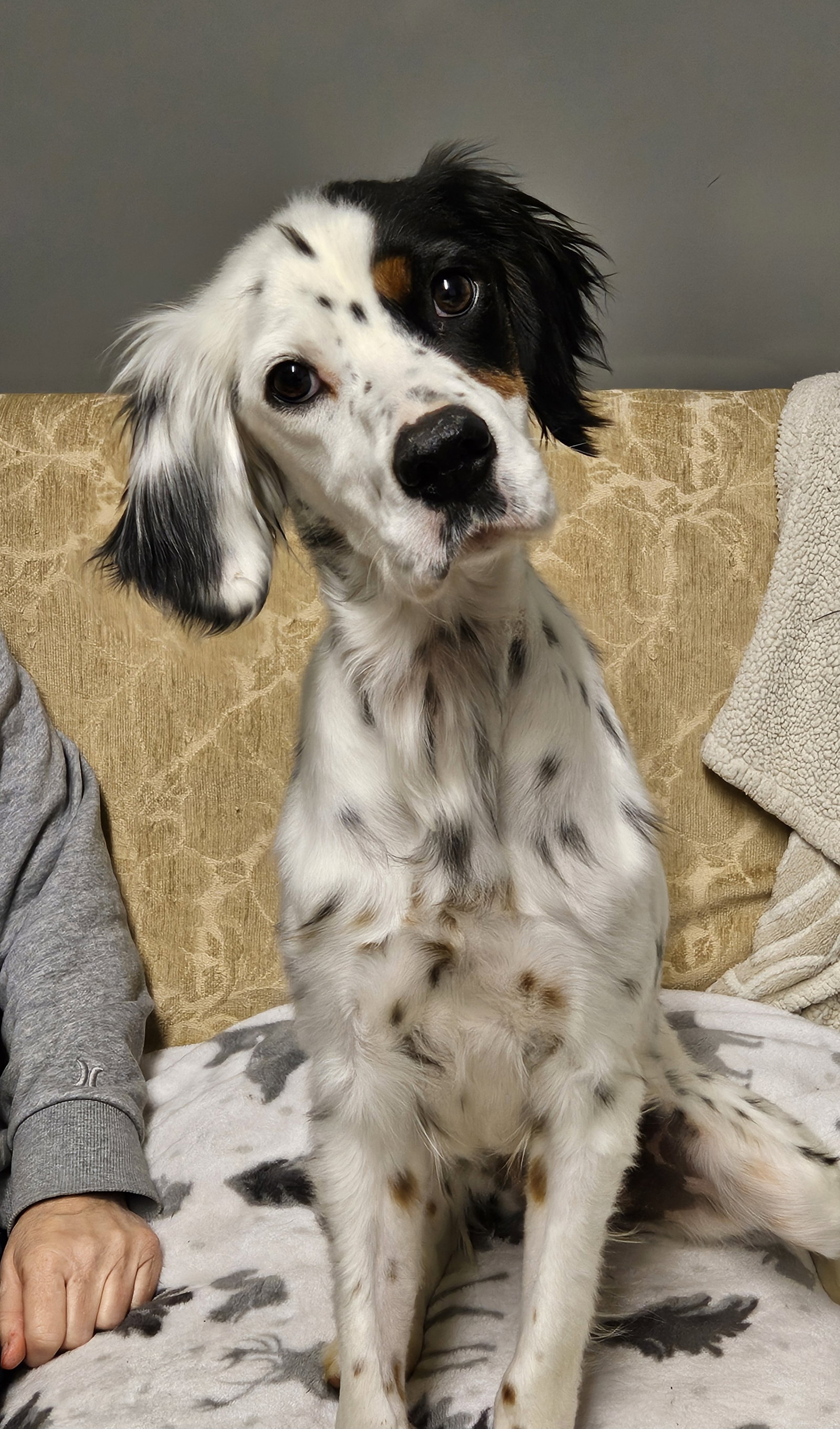 English Setter