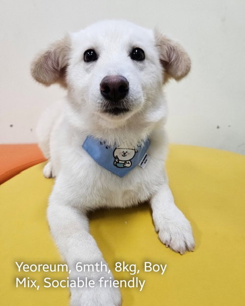 picture of the dog needing adoption