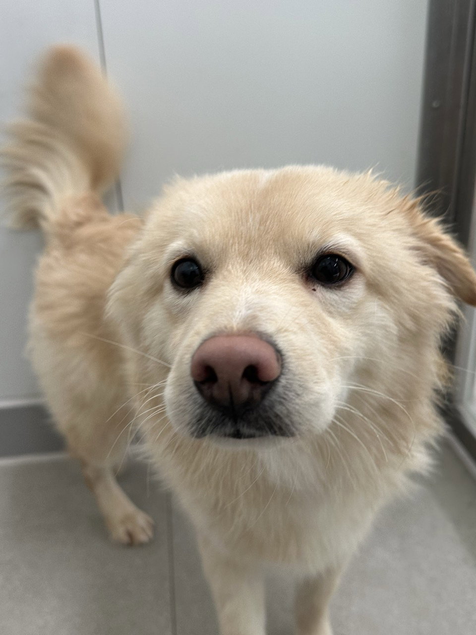 Jindo