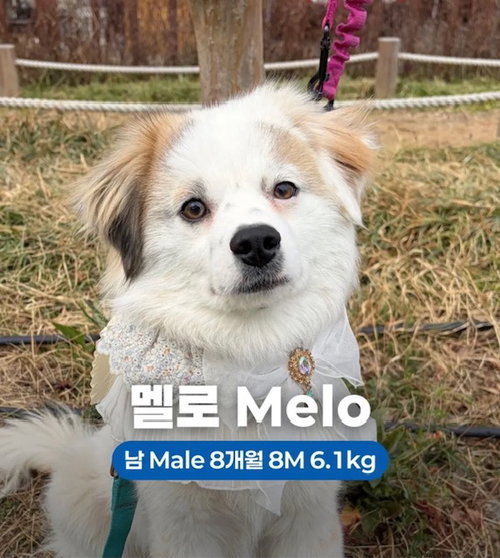 MELO, an adoptable Spitz in Agoura Hills, CA