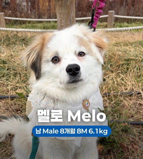 MELO