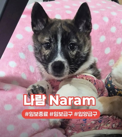 NARAM, an adoptable Corgi in Agoura Hills, CA