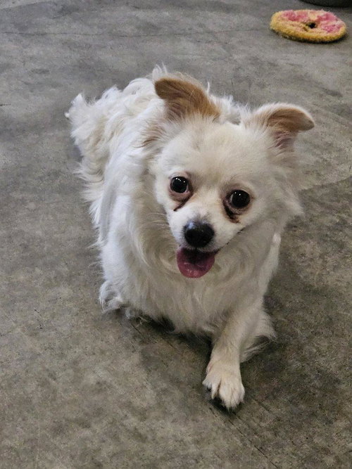 GEORGE, an adoptable Pomeranian in Agoura Hills, CA