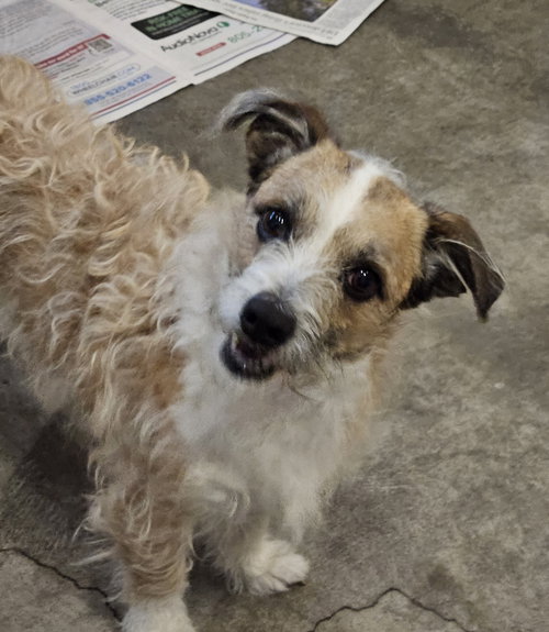 BO, an adoptable Jack Russell Terrier in Agoura Hills, CA