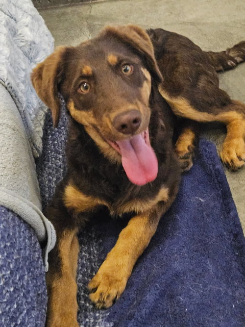 DEXTER, an adoptable Chesapeake Bay Retriever in Agoura Hills, CA