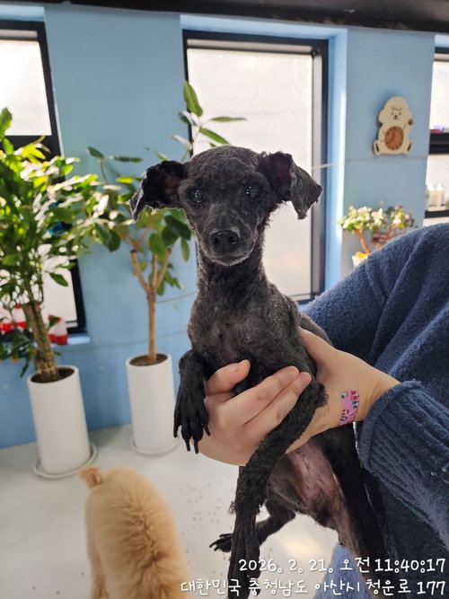 DREAMIE, an adoptable Poodle in Agoura Hills, CA