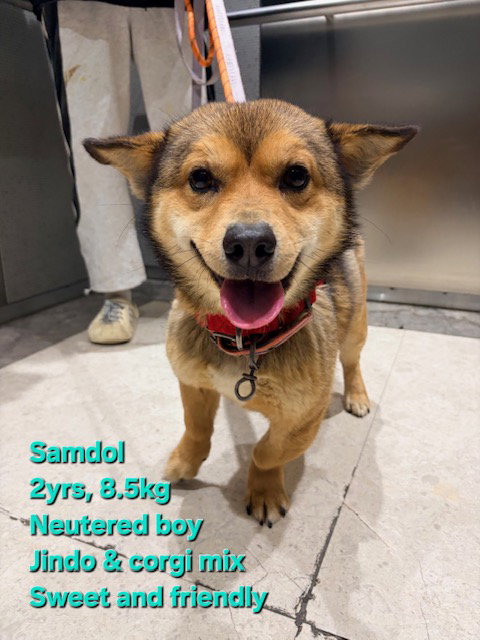picture of the dog needing adoption