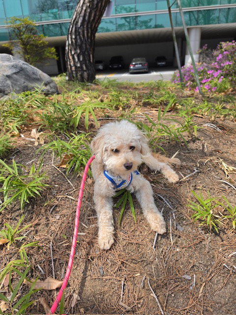 picture of the dog needing adoption