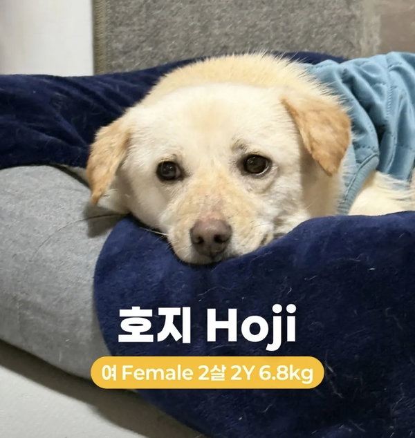 HOJI