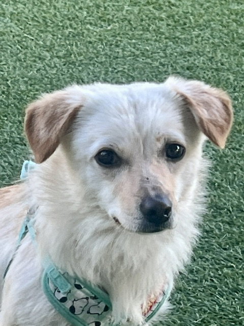 HOJI, an adoptable Corgi in Agoura Hills, CA