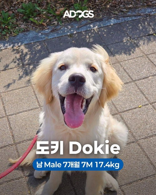 DOKIE, an adoptable Golden Retriever in Agoura Hills, CA