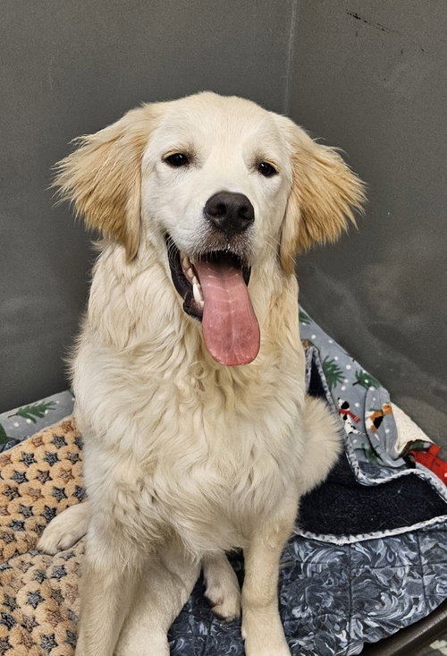 DOKIE, an adoptable Golden Retriever in Agoura Hills, CA