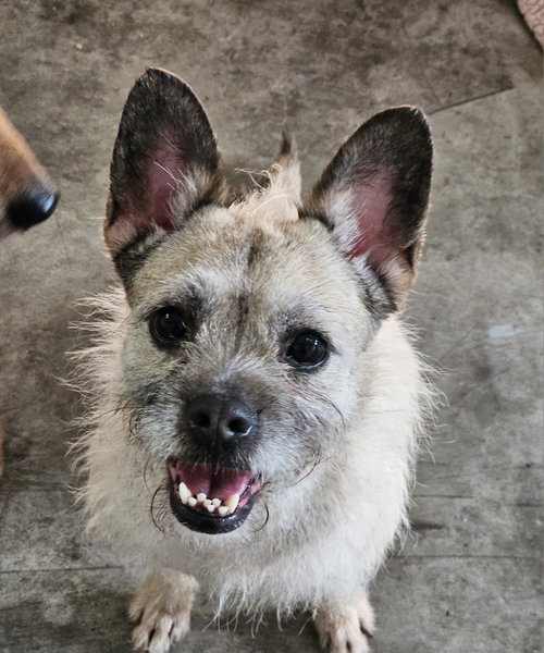 HEEDONG, an adoptable French Bulldog in Agoura Hills, CA