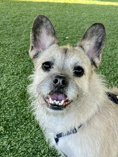 HEEDONG, an adoptable French Bulldog in Agoura Hills, CA