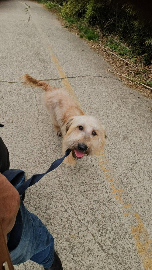 SAPBUN, an adoptable Wheaten Terrier in Agoura Hills, CA