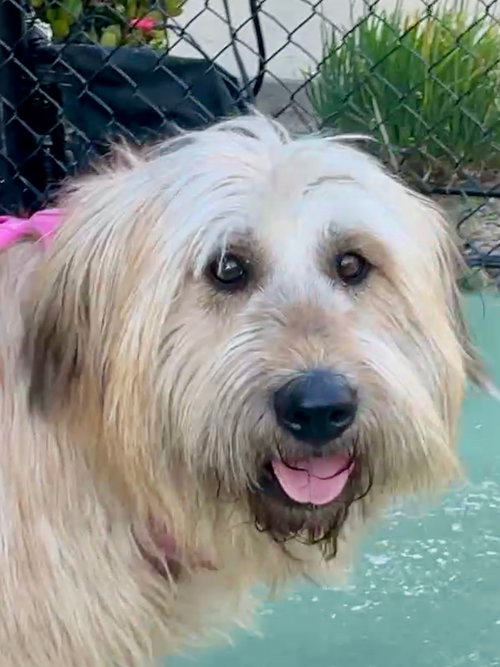 SAPBUN, an adoptable Wheaten Terrier in Agoura Hills, CA